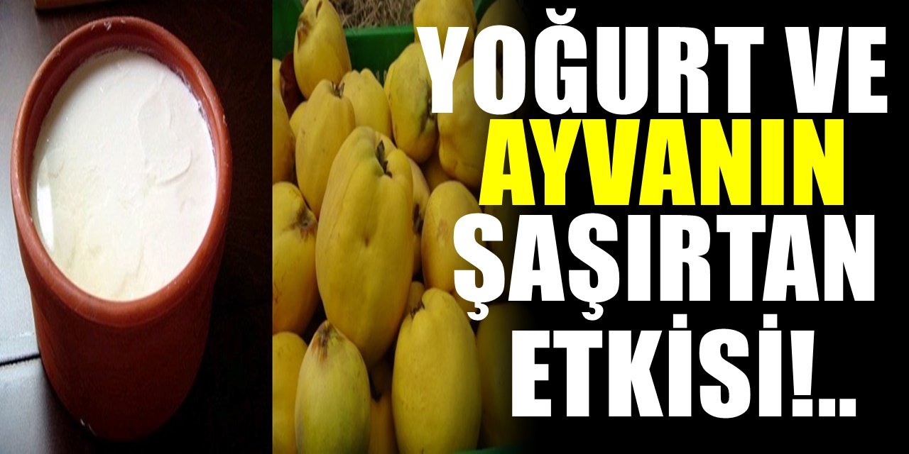 Yoğurt ve kış meyvelerinin en iyisi Ayvayı karıştırıp yerseniz bakın ne oluyor!..