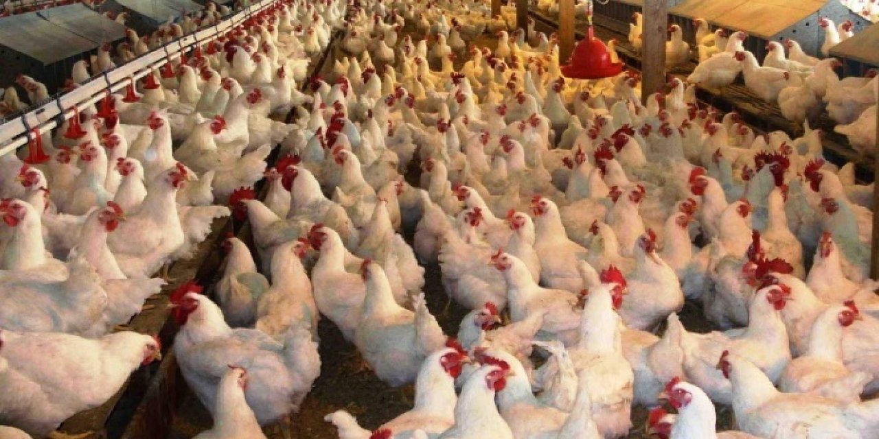 Kuş Gribi Salgını Avrupa'yı Alarma Geçirdi