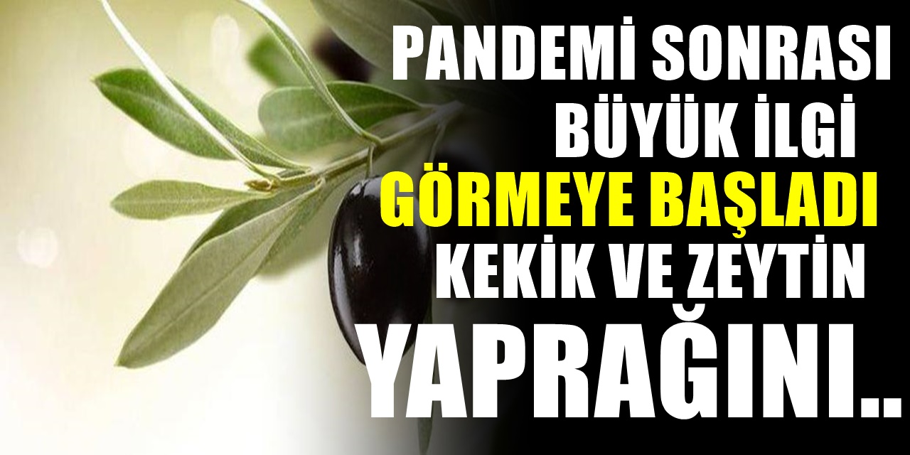 Kekik ve Zeytin Yaprağının Bağışıklık Güçlendirici Özellikleri. Kaynatılıp daha sonra içilirse...