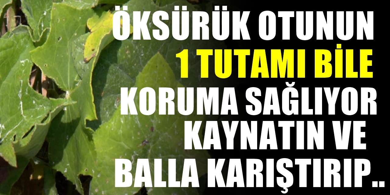 Öksürük Otu Nedir? Nasıl Kullanılır? Faydaları Nelerdir?