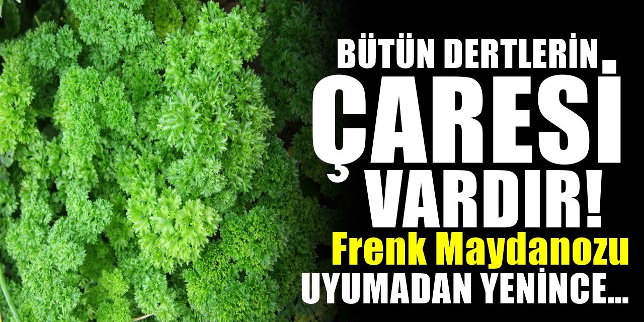 Frenk Maydanozu Nerede Yetişir Faydaları Nelerdir?