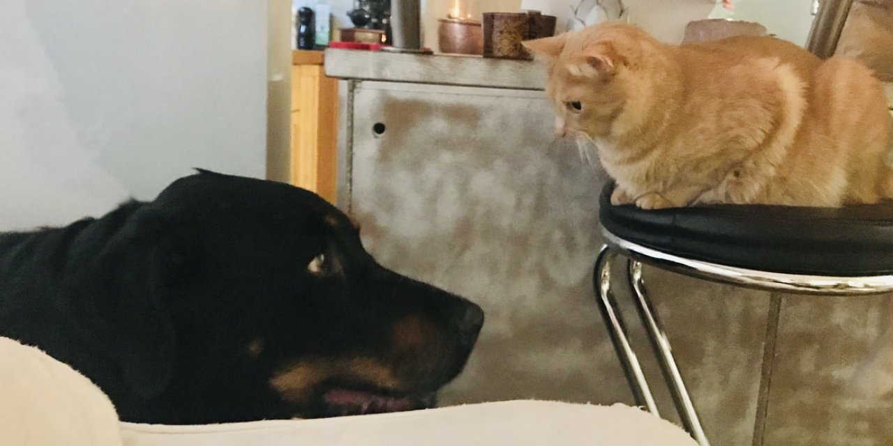Evde beslemiş olduğunuz kedi veya köpeğinizin Sağlıklı Olduğunu Anlamanın 5 Yolu