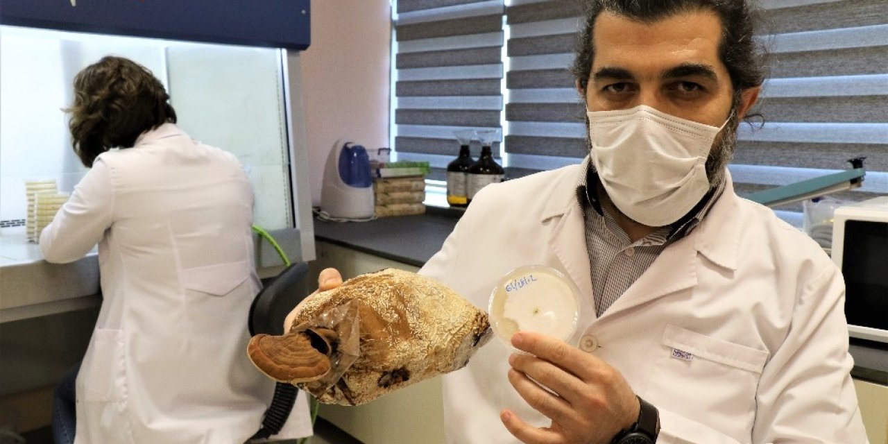 Altından bile Pahalı. Tavuk kümesinde ürettiği altın değerinde ölümsüzlük mantarı yok satıyor