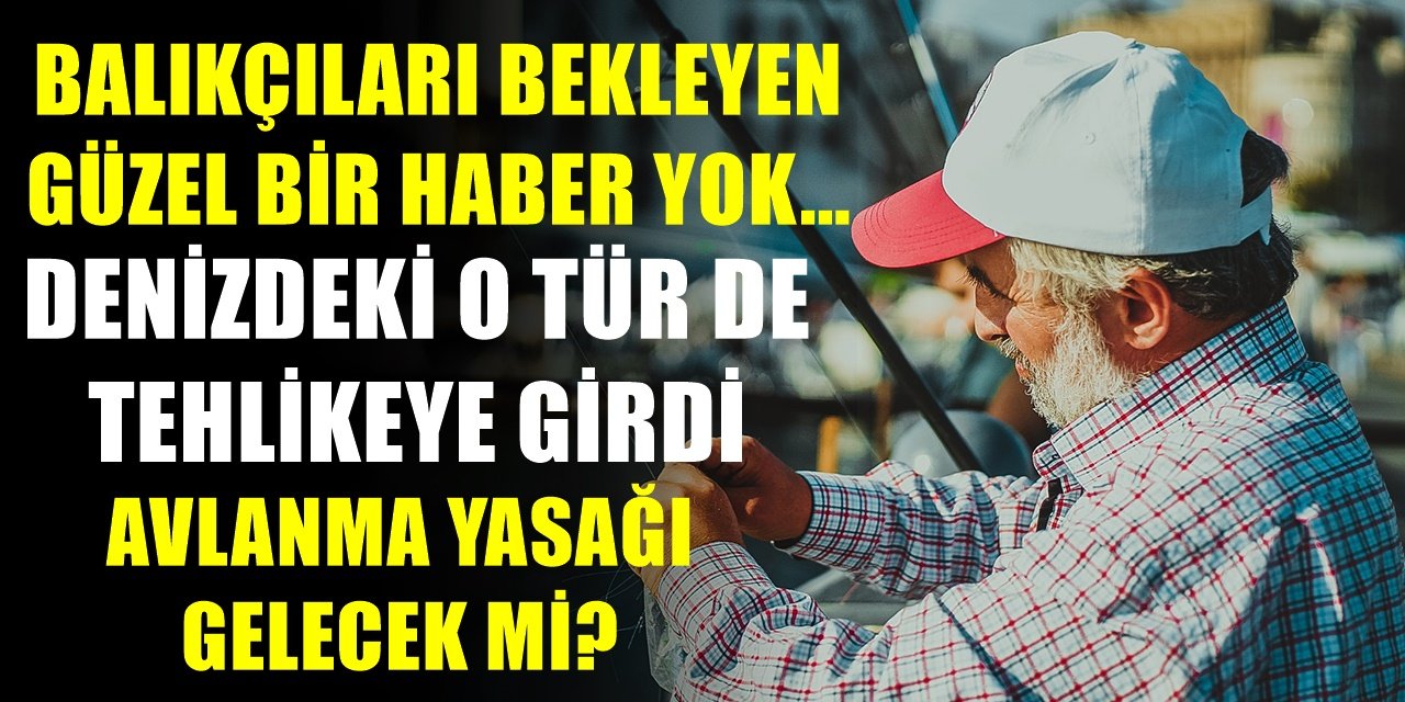 Balık sezonunda iyi bir gelişme yok! Hamsiden sonra o balık da tehlikeye girdi... Balıkçıları bekleyen tehlike