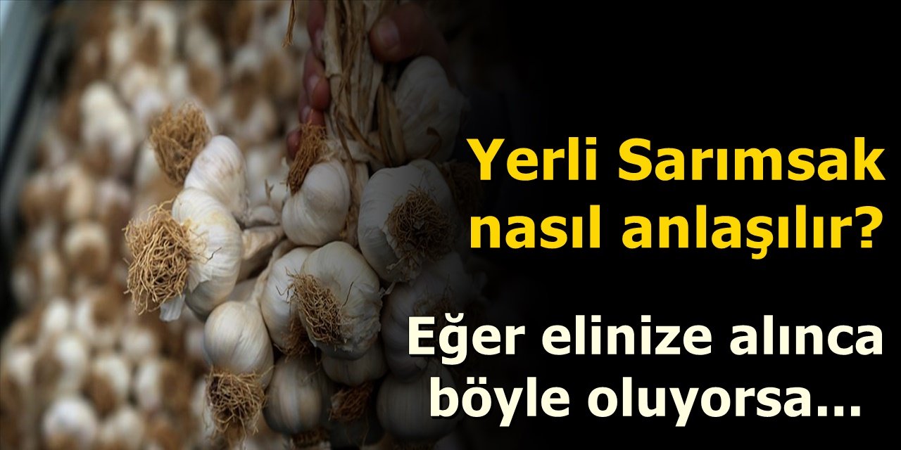 Herkesin bilmesi gerekiyor Yerli Sarımsak nasıl anlaşılır? Eğer elinize alınca böyle oluyorsa.....