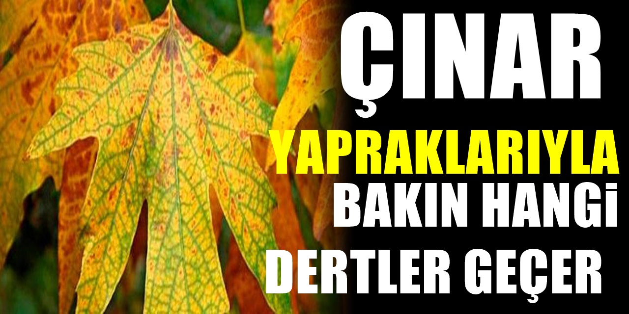 Çınar Yapraklarını Kaynatıp Her Gün İçerseniz Vücuda Bunları Yapıyor