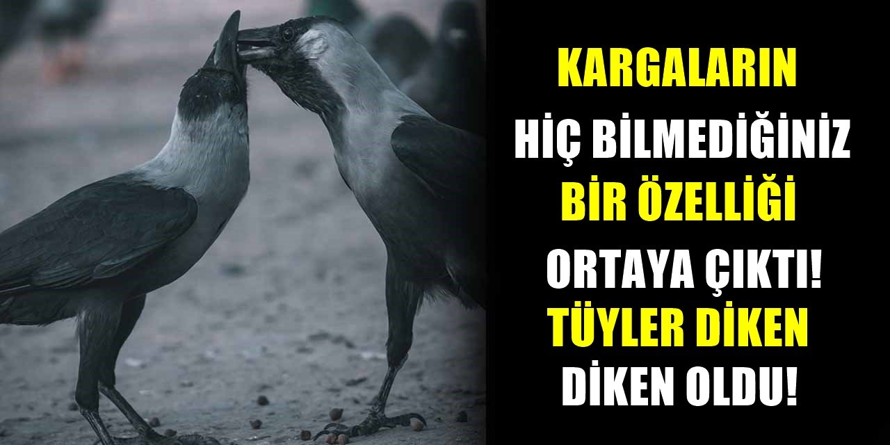 Bilim insanları kargalarla ilgili ürküten gerçeği ortaya çıkardı! Hep yanılmışız
