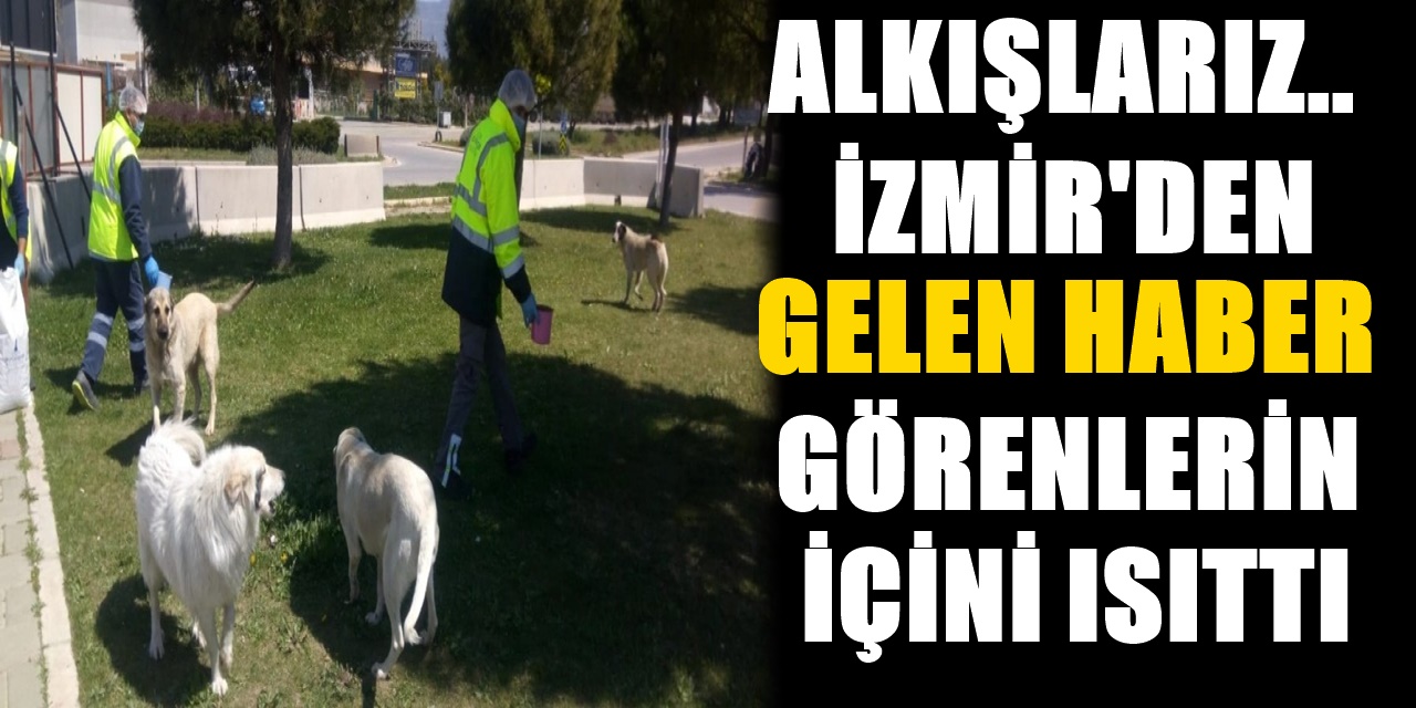 İzmir Yine Farkını Gösterdi! Kedi ve Köpekler İçin Alkışlanacak Hareket