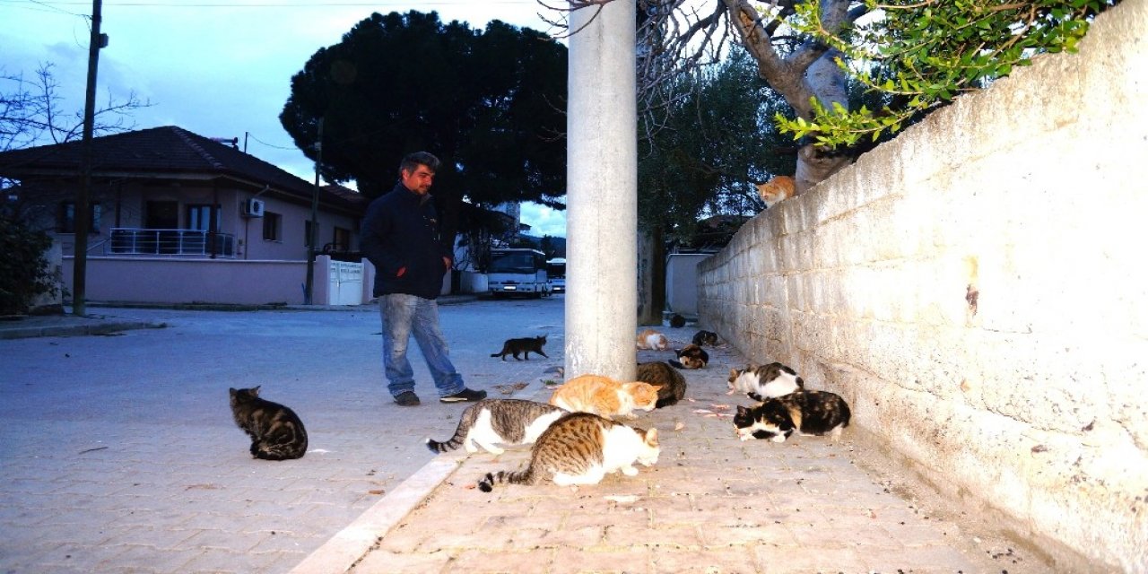 Manisa Sarıgül ilçesinde yaşayan Baba Ve Oğlunun kedi ve köpek aşkı