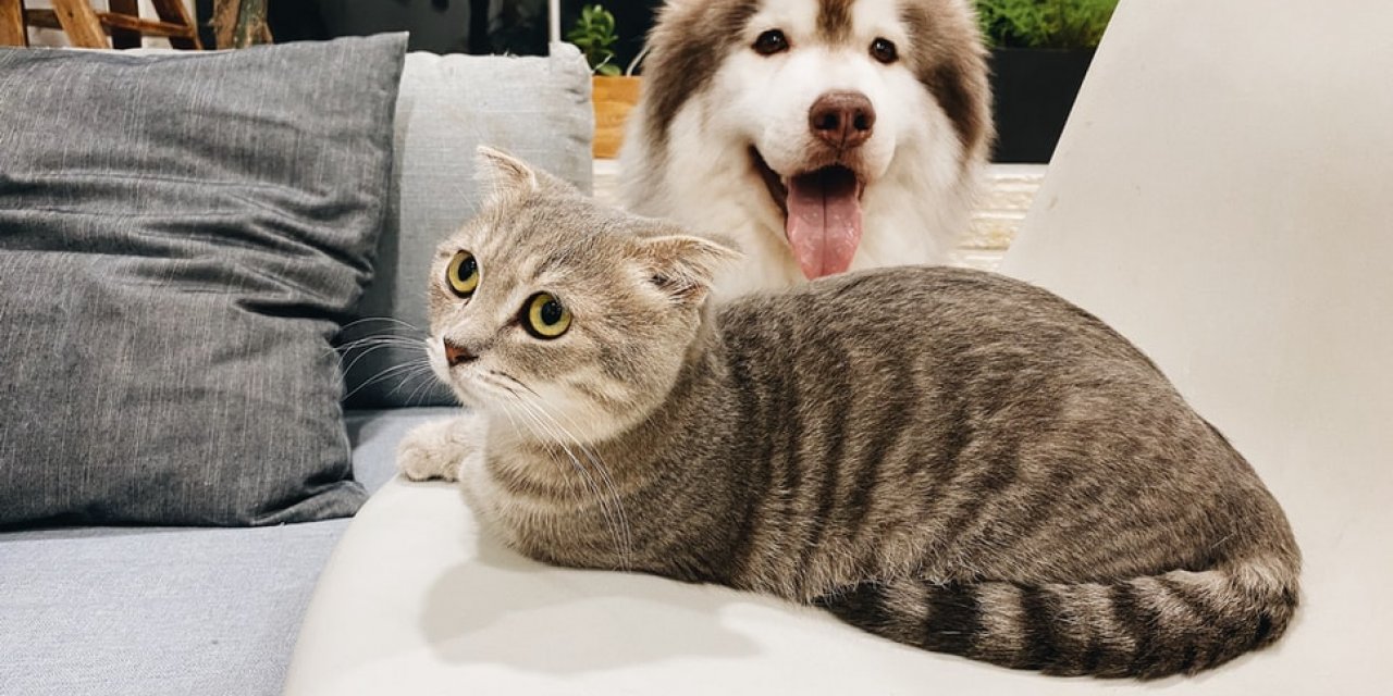 Kedi / köpek sahipleri pire ve kenelerle savaşmak için hangi yöntemi