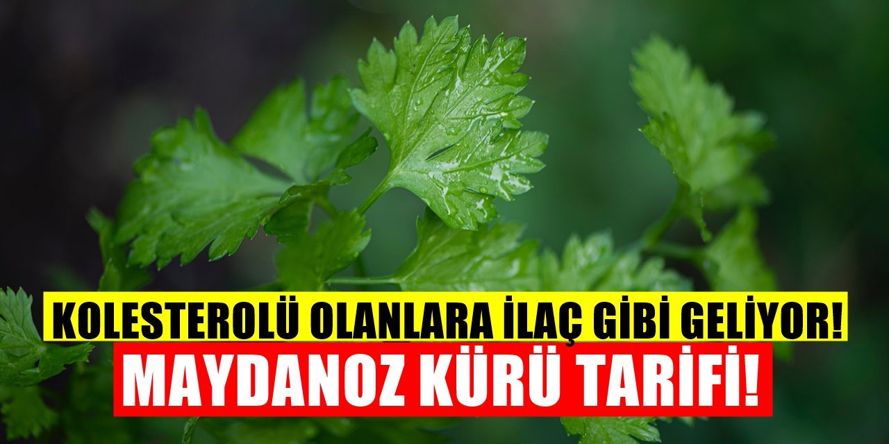 Yüksek Kolesterolü Olanlara İlaç Gibi Geliyor! Maydanoz Kürü Tarifi!
