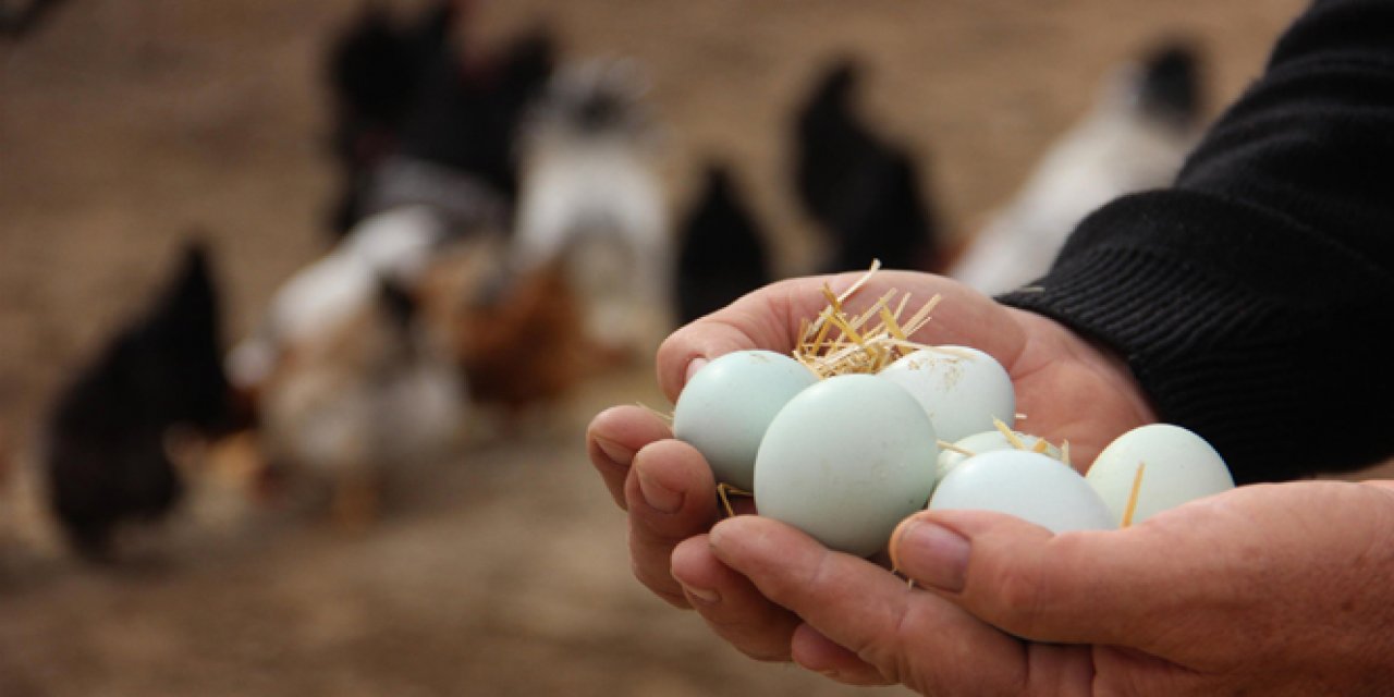 Gezen Tavuk Skandalı! Yumurta Üreticileri Gerçeği Açıkladı Her Şey Gün Yüzüne Çıktı...