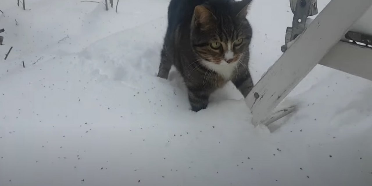 Kedilerin Ruh Sağlığı Bozuldu mu? Kedi Sahipleri Bu Yanlışa Sakın İnanmayın ve Onlara Sakın...