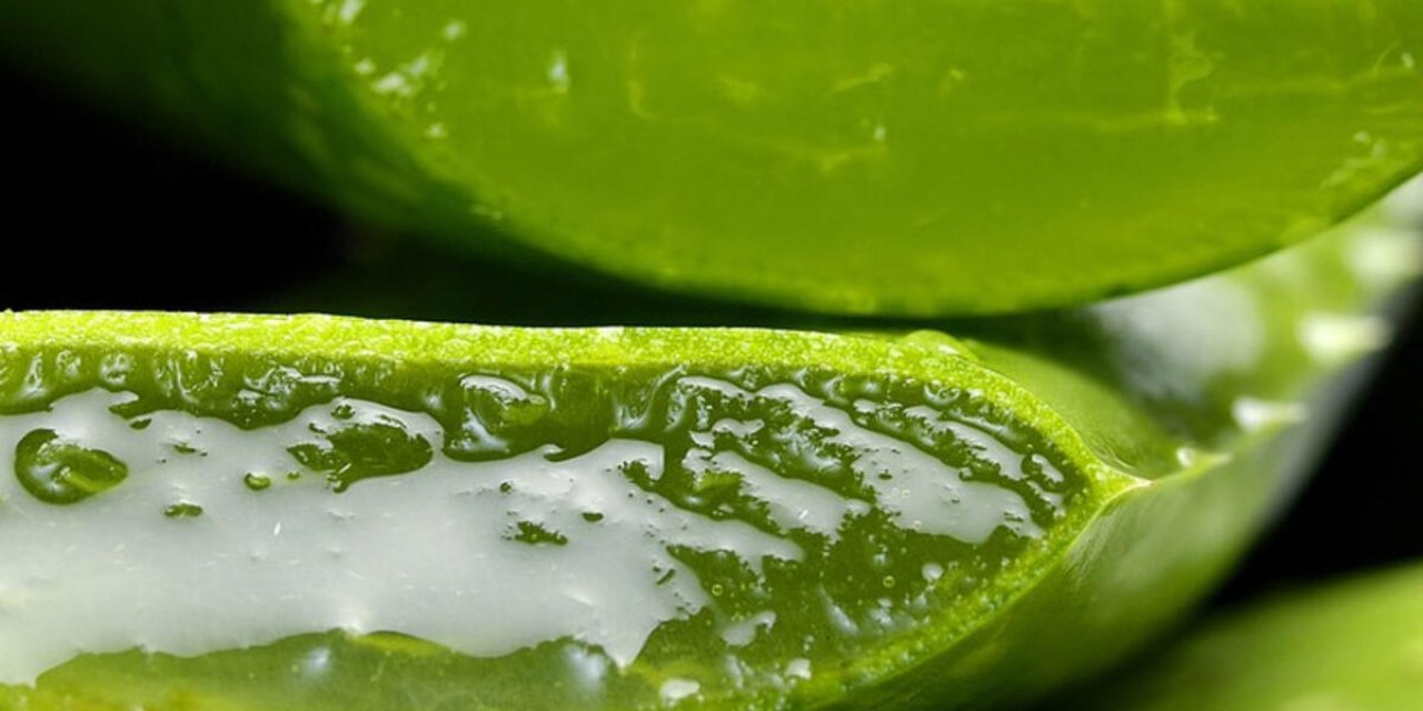 Aloe Vera Bitkisinin İnanılmaz Faydaları Ve Kullanımı! Sadece Saç değil vücudun....
