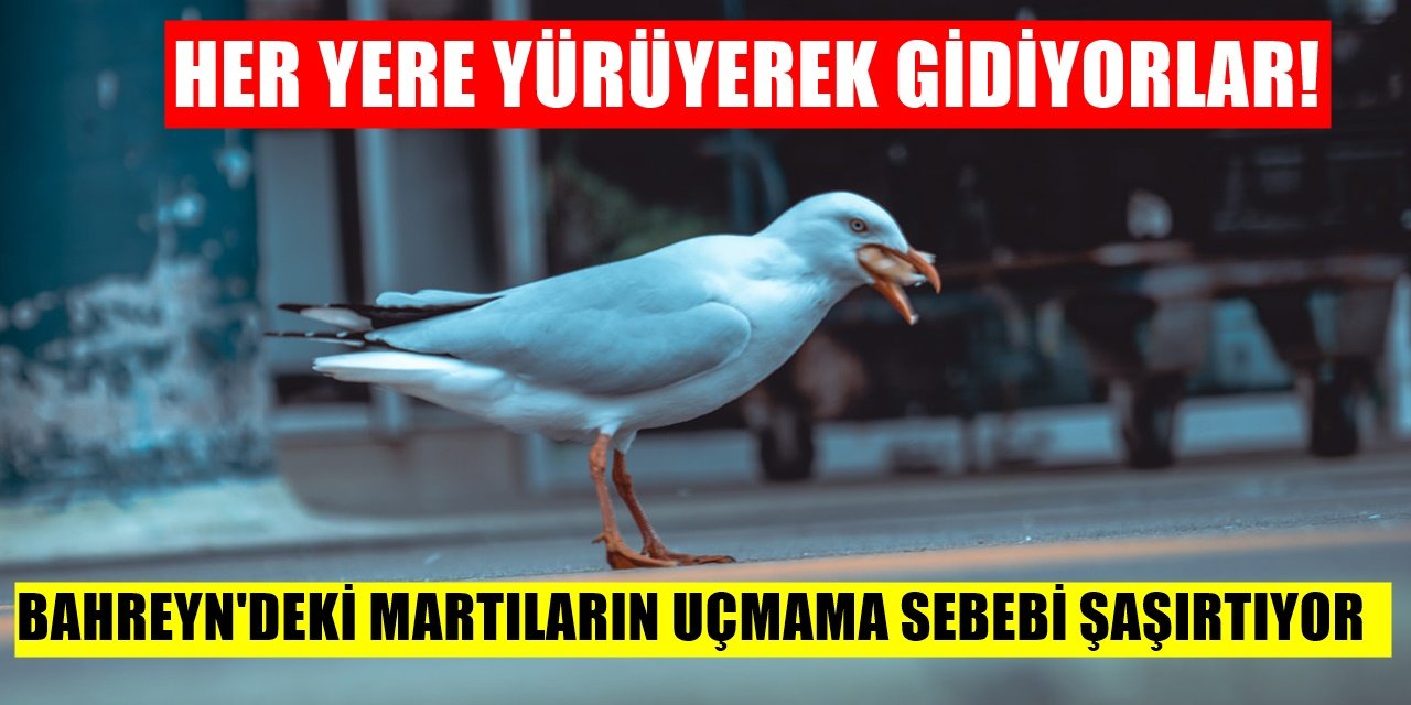 Sebebini Duyanlar Şok Geçiriyor... Martılar Uçamayacak Hale Geldi!