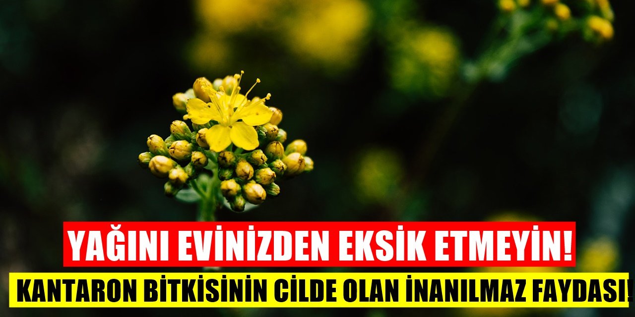 Kantaron Yağının Cilde Faydaları! En İyi Kozmetik ürününden bile değerli
