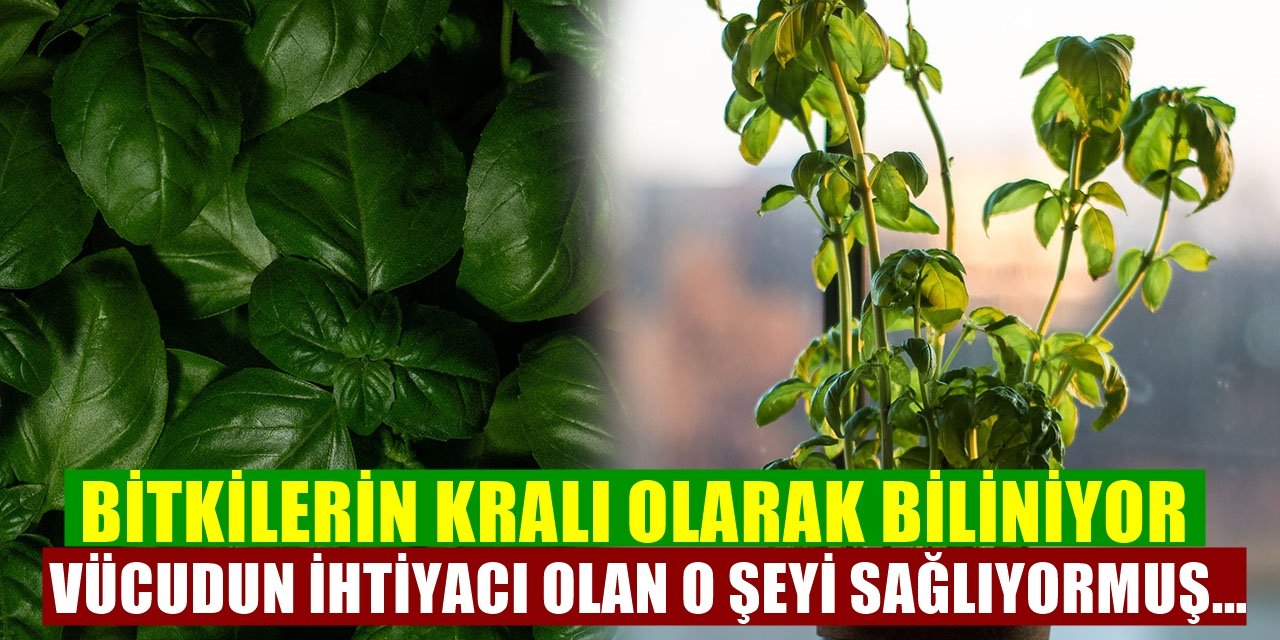 Baharatların Kralı Olarak Bilinen Fesleğenin Vücuda Olan Faydaları! Sadece Bir Tutamı ile Yapılan Çayını İçince...