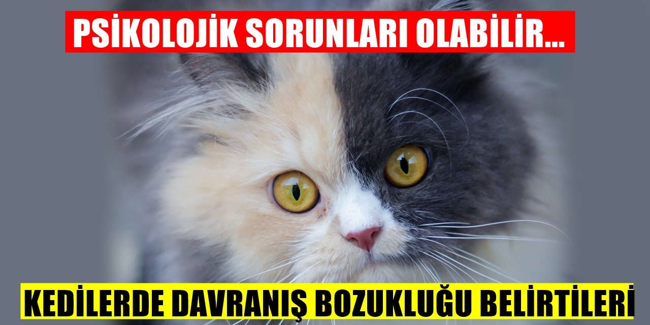Kedilerinizi İyi Gözlemleyin... Kedilerle Sıklıkla Gözlemlenen Davranış Bozuklukları