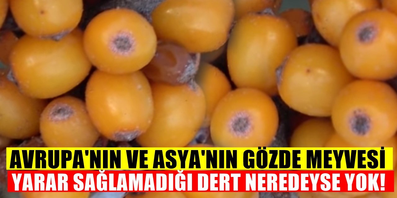 Türkiye'de Bilinmiyor Ancak Omega 7 Kaynağı! Avrupa ve Asya'da Bol Bol Tüketiliyor...
