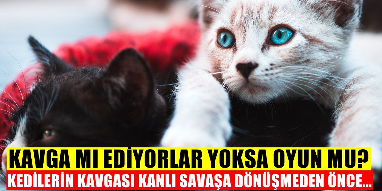 Oyun Mu Dövüş Mü? Kedilerin Kavga Edip Etmedikleri Nasıl Anlaşılır?