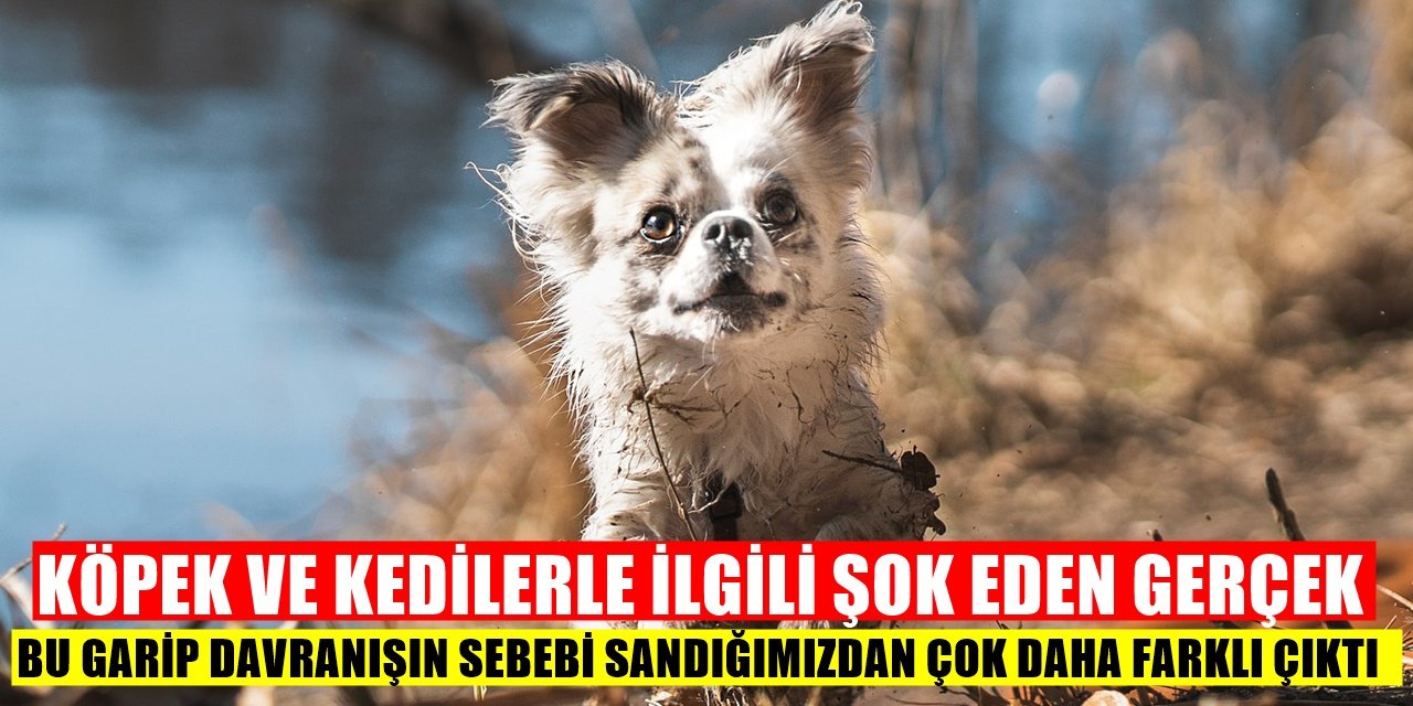 Evcil Hayvanlarla İlgili Şaşırtan Gerçek Ortaya Çıktı! Meğerse Sebebi...