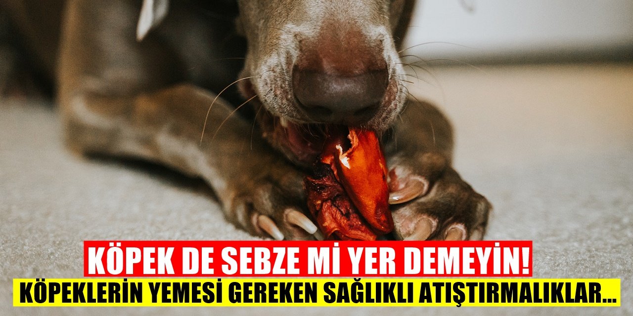 Köpeğinize Yedirebileceğiniz Sağlıklı Atıştırmalıklar
