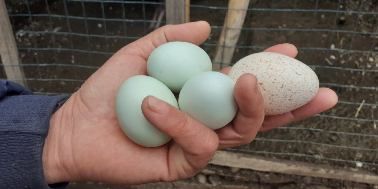 Çorum'da Üretilen Bu yumurtayı gören herkes şaşırıyor