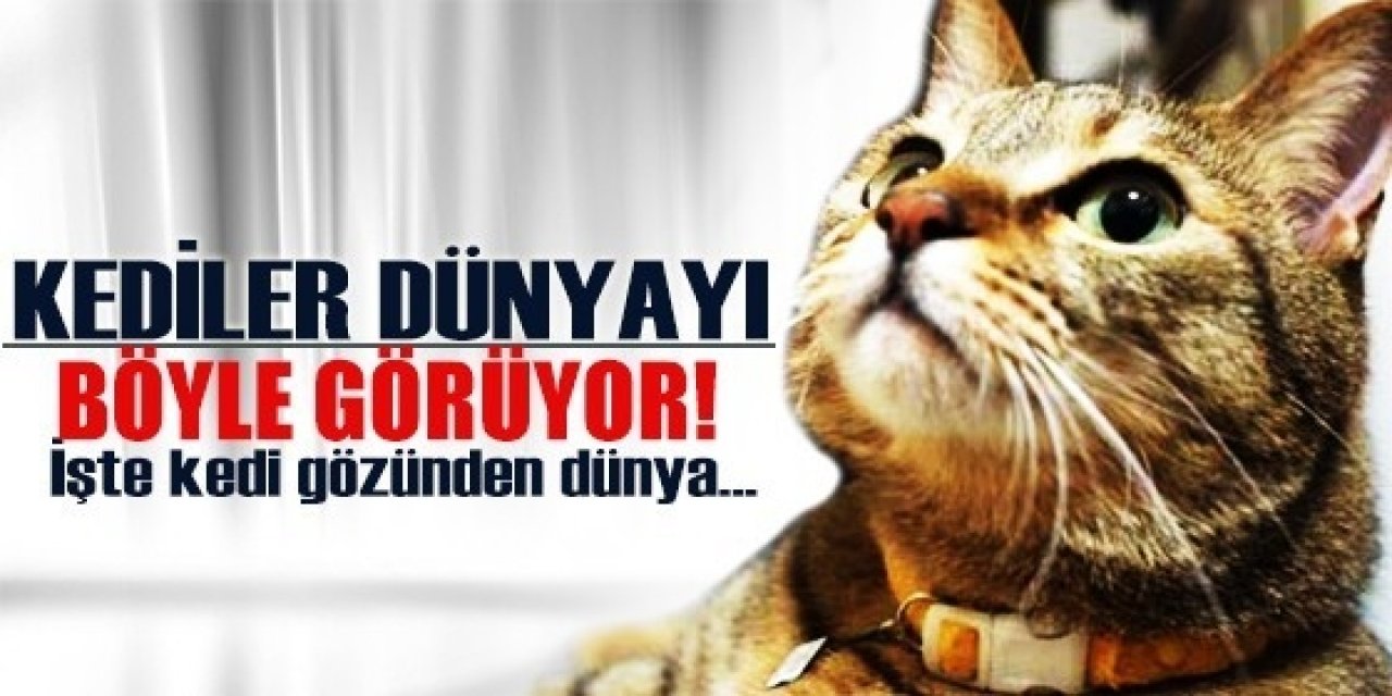 Kediler dünyayı işte böyle görüyor!.. İşte kedilerin gözünde dünya...