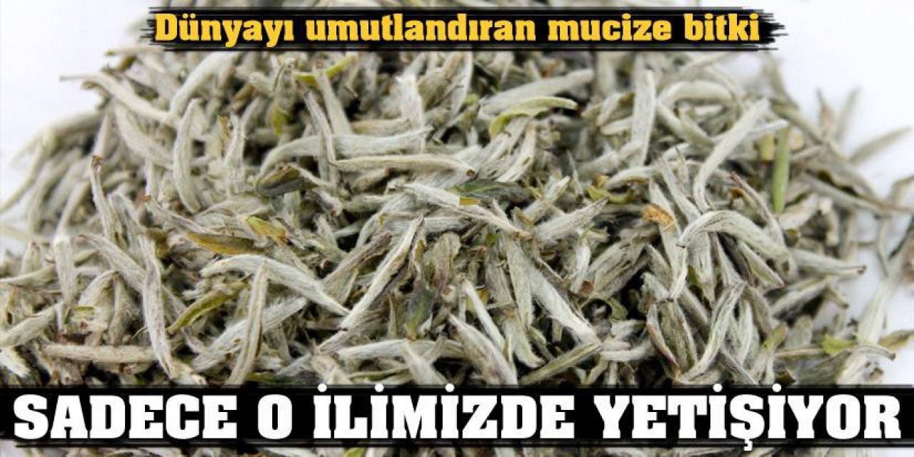 Kanser Düşmanı bitki Sadece Türkiye'de yetişiyor Bilim insanları faydasını ortaya çıkardılar
