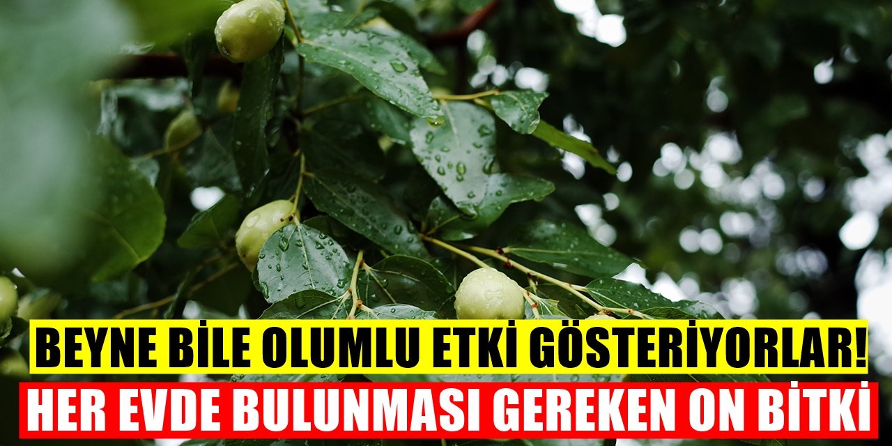 Evinizde dört mevsim bulundurmanız gereken 10 şifalı bitki beyni bile güçlendiriyorlar