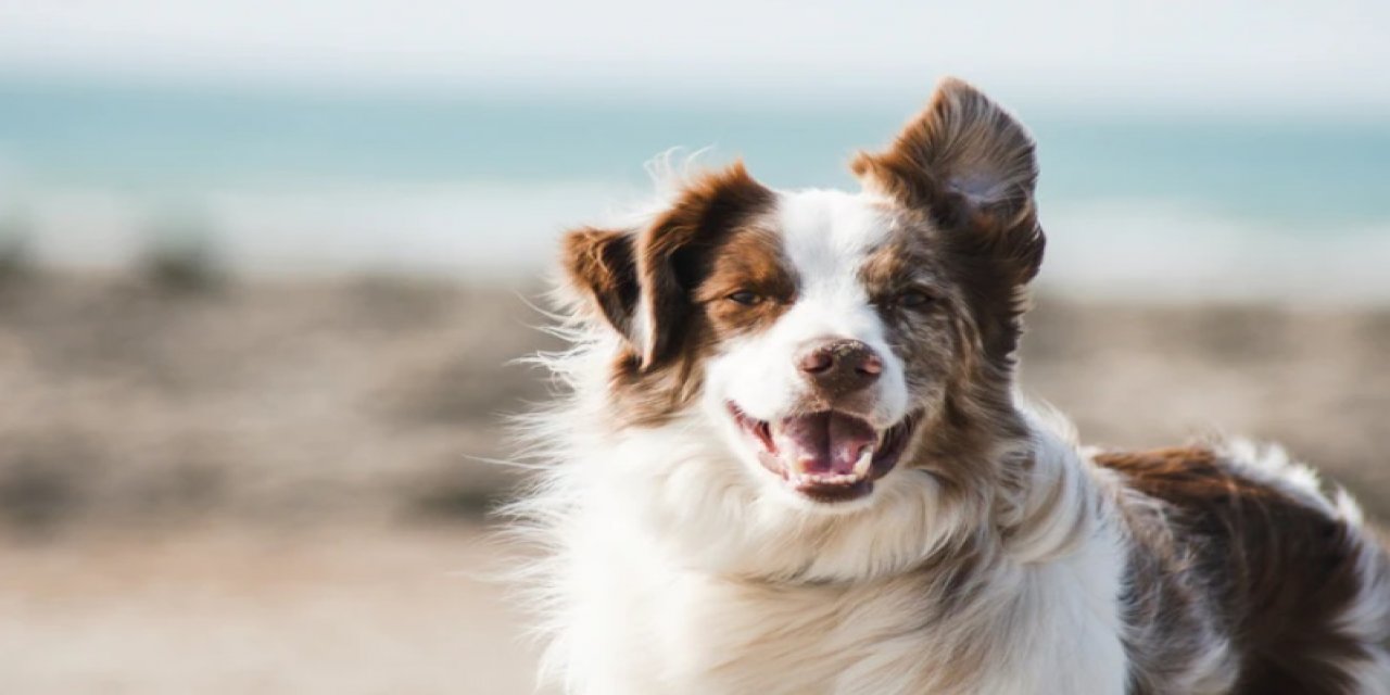 Köpeklerle ilgili bilim insanları şaşırtıcı bir araştırmaya imza attı insanlara yakın olma nedenleri buymuş