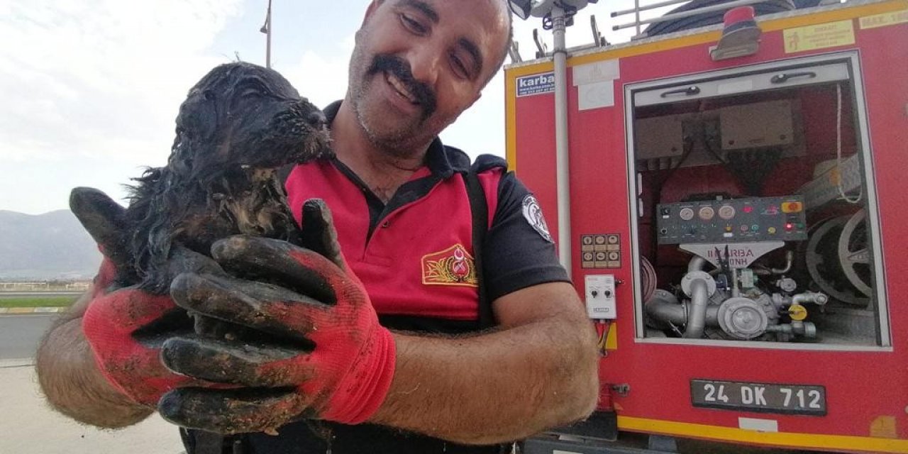 Erzincan'da Kanalizasyon Kuyusuna Düşen Sevimli Köpek İtfaiye Ekipleri Tarafından Kurtarıldı O Anlar Görmeye Değerdi!