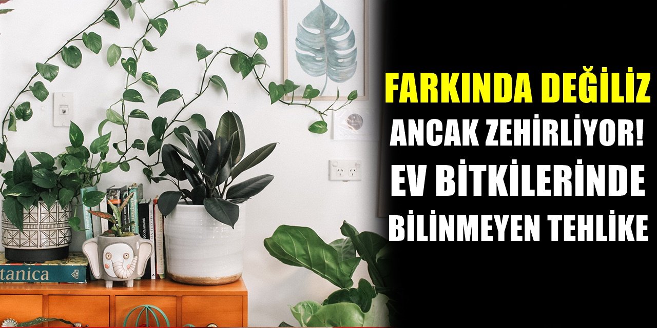 Evinizde Beslediğiniz Bu Bitkiler Çok Tehlikeli! Kimse Bugüne Kadar Gerçeği Söylemedi