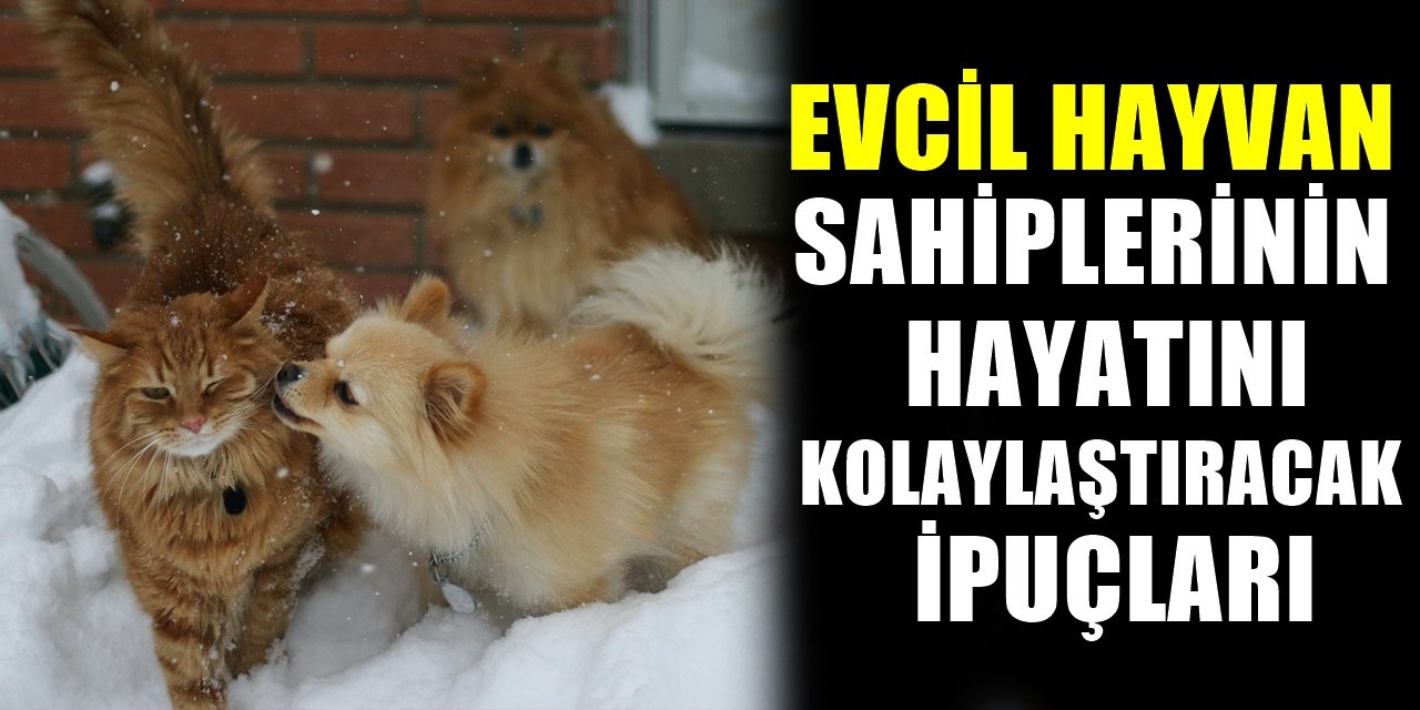 Kedi ve Köpek dostu olanların yaşamlarını kolaylaştıracak öneriler