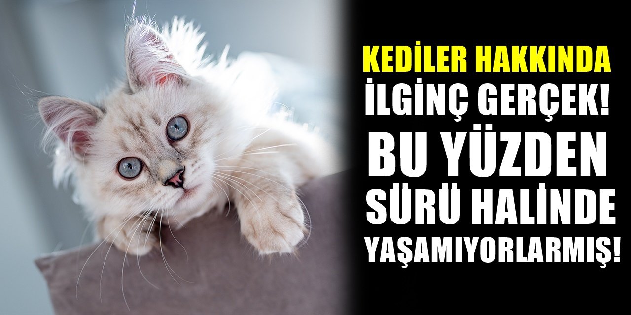Kedilerle ilgili bilim bir gizemi daha çözdü sürü halinde neden yaşamıyorlar belli oldu..