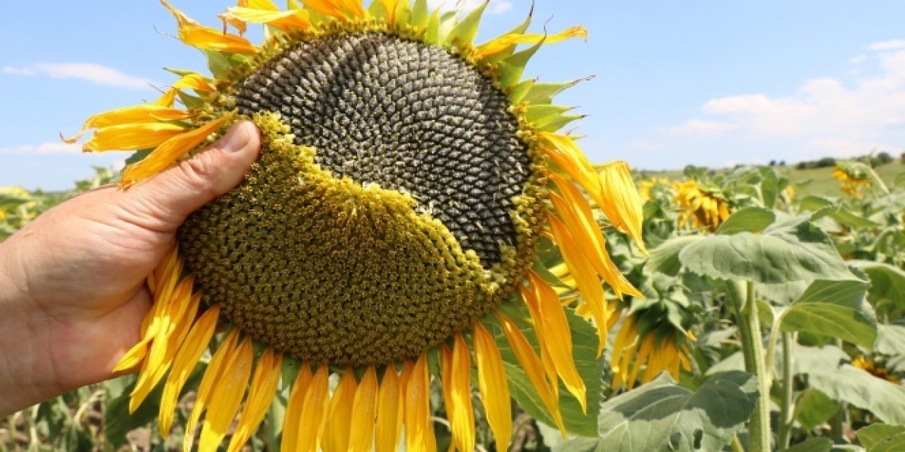 Ayçiçek Yağı Bu kez yüz güldürecek fiyatlar düşüyor
