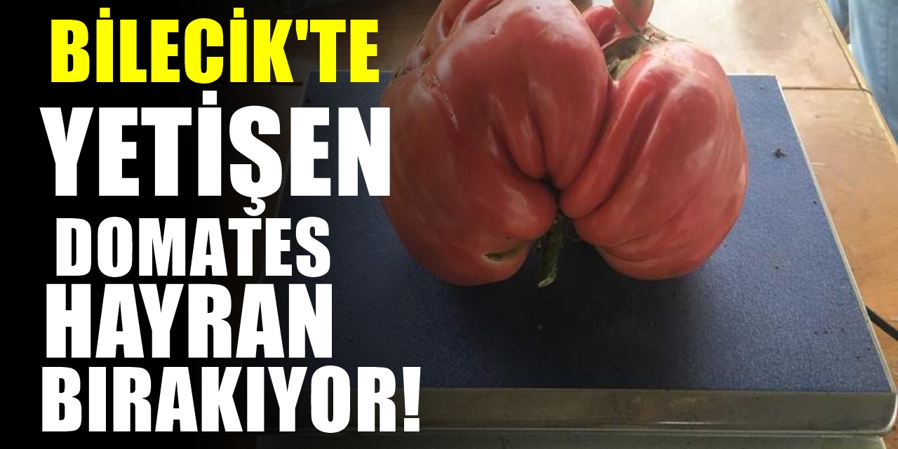 Bilecik'te Hikmet Turan yetiştirdiği domateslerle herkesi şaşkına çeviriyor
