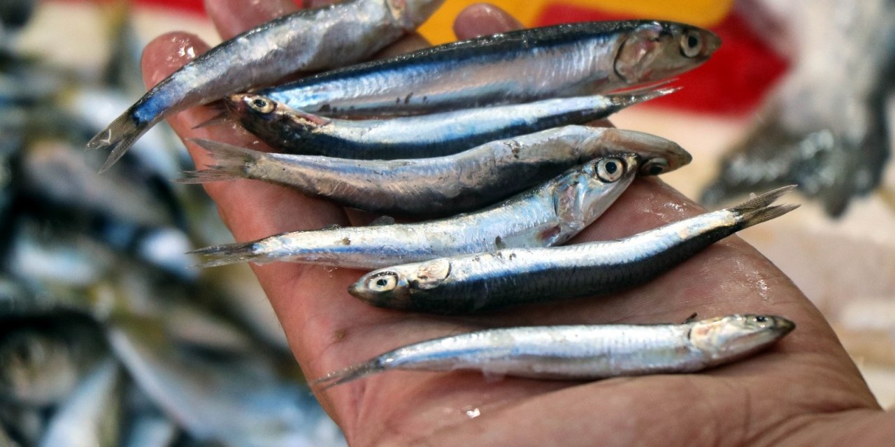 Ve Dört Gözle Beklenen Hamsi Sezonu Sonunda Açıldı ve Fiyatı da Belli Oldu