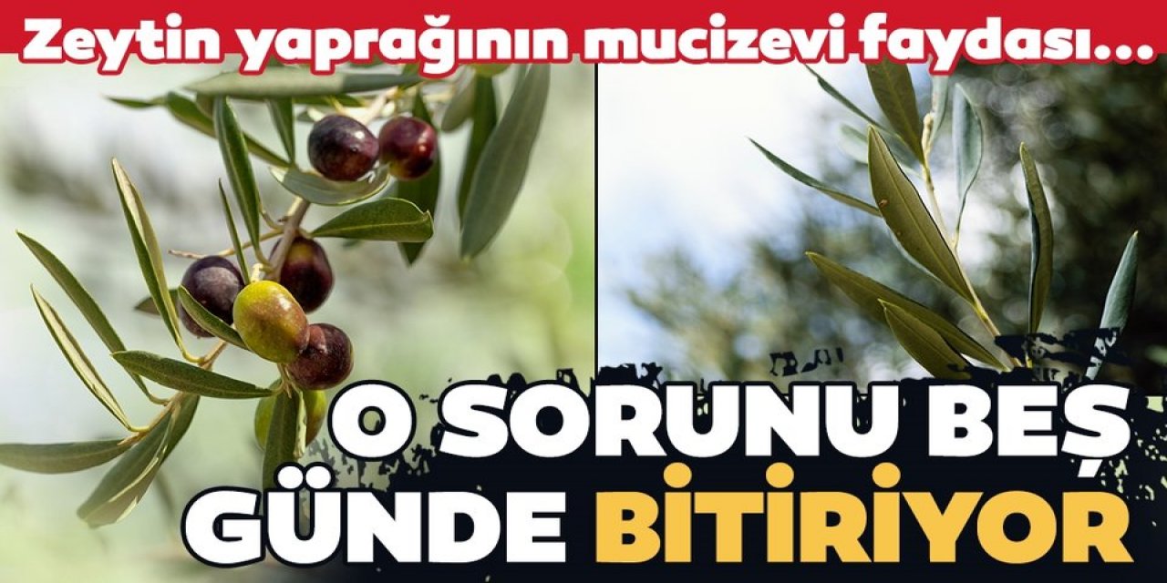 Zeytin yaprağı o sorunu sadece beş günde bitiriyor!