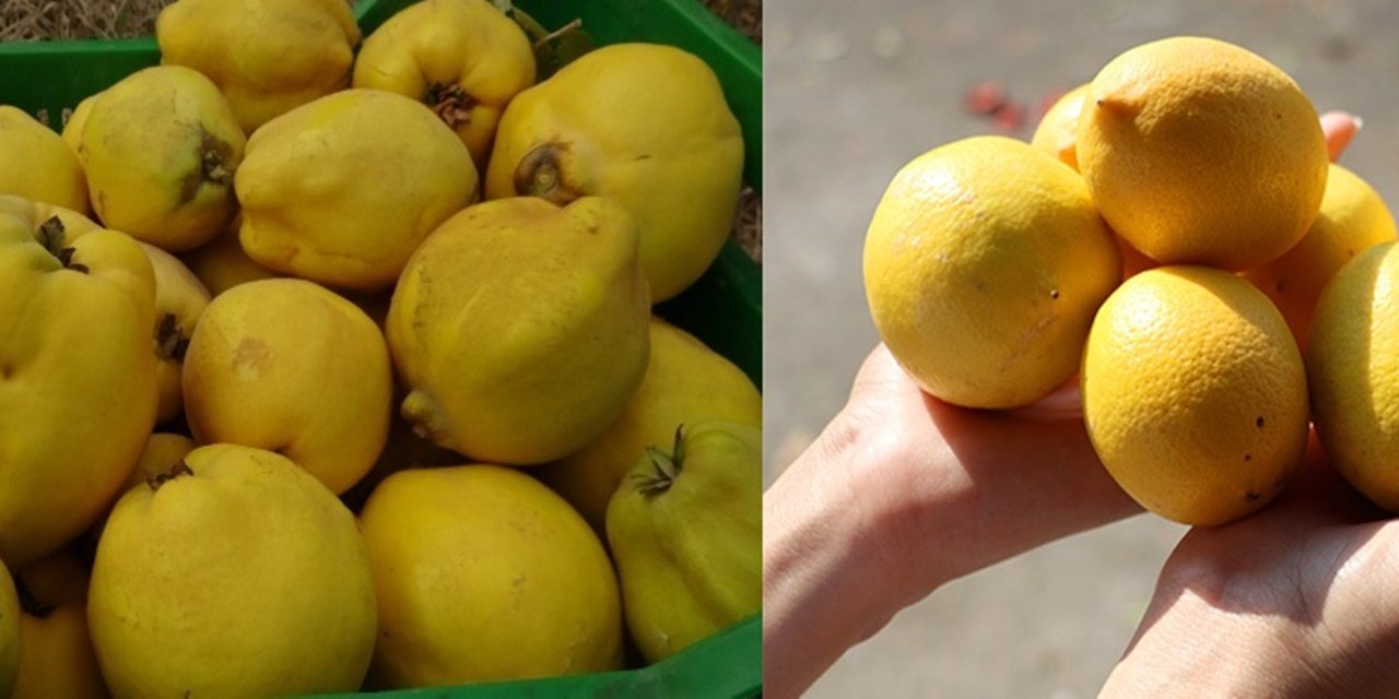 Ayva ve Limonu Balla Karıştırıp Yerseniz O Sorun Geçiyor