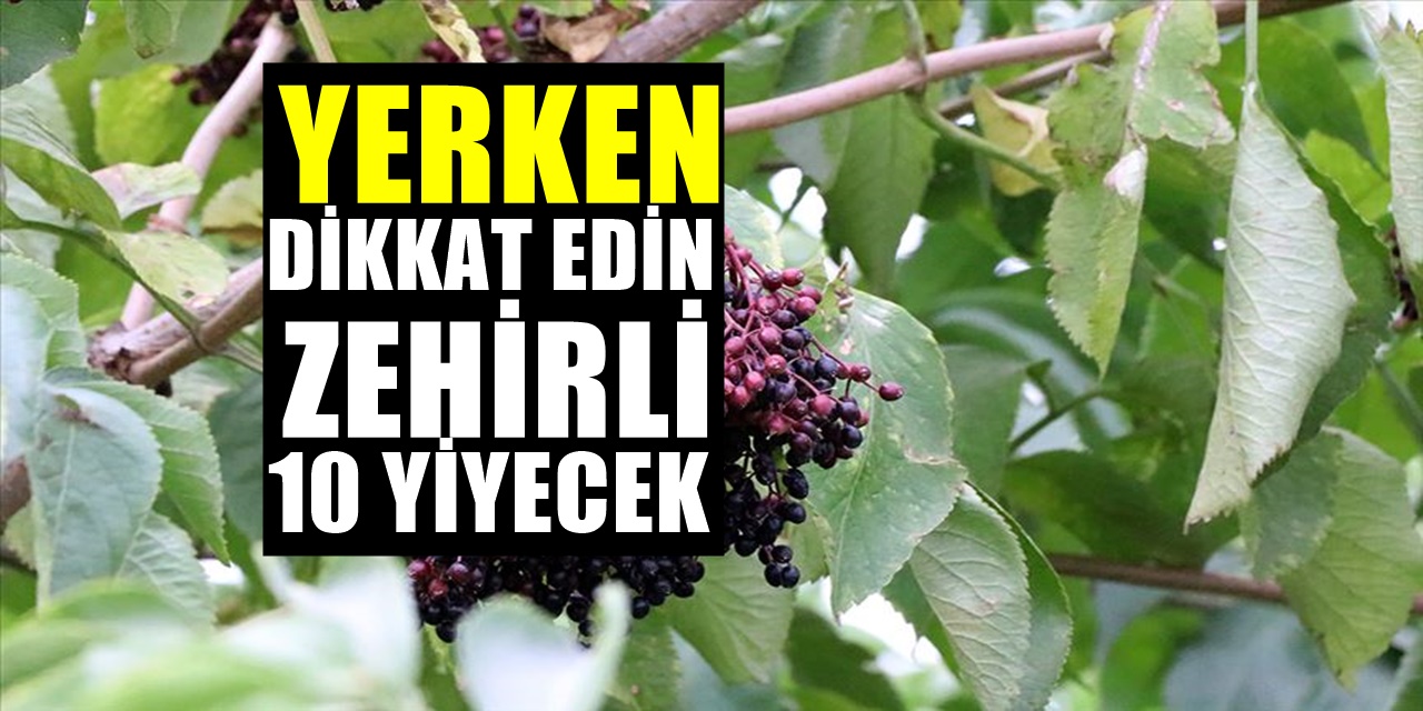 Dünyanın En Zehirli 10 Yiyeceği Açıklandı, Yerken İki kez Düşünün