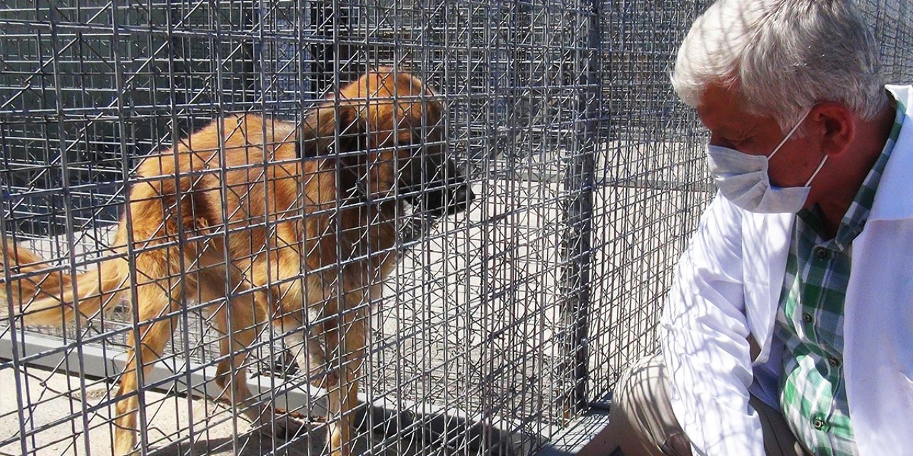 Kedi ve Köpek Sahiplerini İlgilendiren Haber Geldi, O Uygulama Zorunlu Olacak