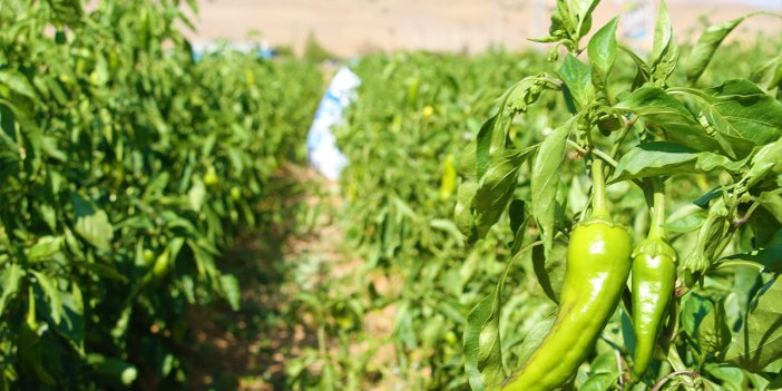 Marketlerdeki Fahiş Fiyatlara Kızan Çiftçiden 'Kendi Sebzeni Kendin Topla' Kampanyası