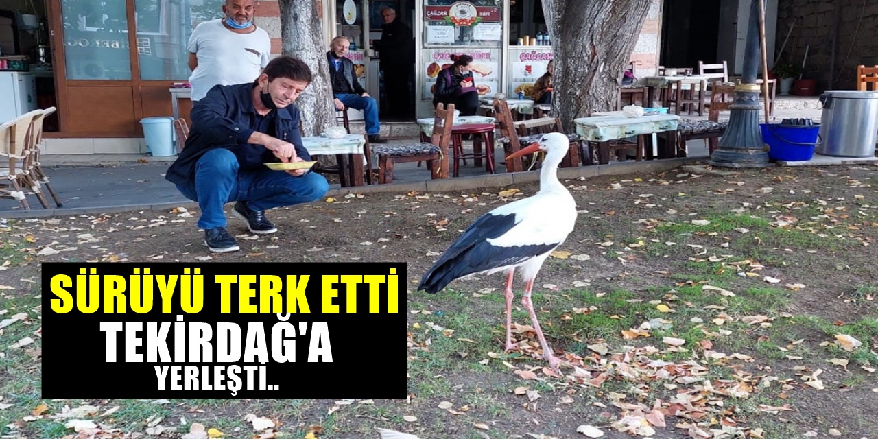 Sürüsünü Terk Eden Leylek Tekirdağ'da mahallenin sakini oldu
