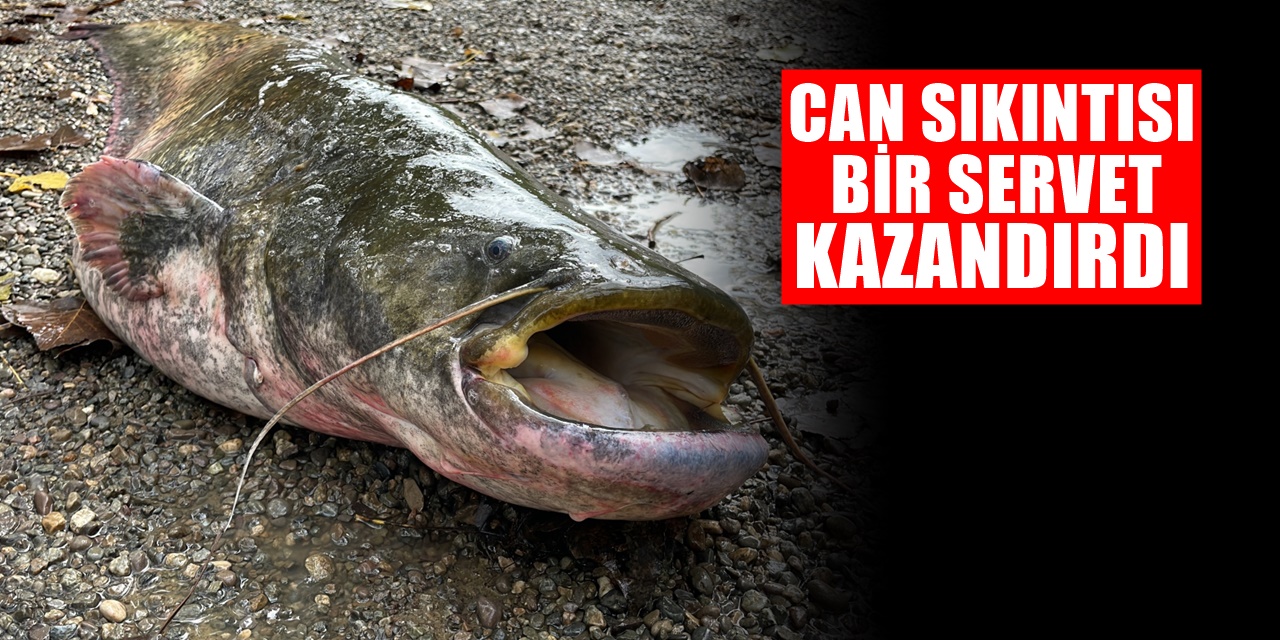 Düzce'de Bir Vatandaş Can Sıkıntısından Balık Tutmak istedi, Servet kazandı