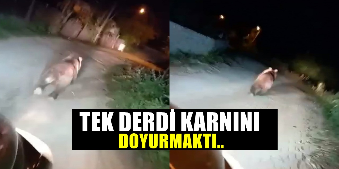 Bursa'nın İnegöl ilçesinde Mahalleye İnen Ayıyı Araçlarla Kovaladılar