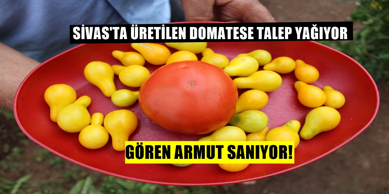 Sivas'ta yaşayan Abdurrahman Güngör Armut'a Benzeyen Domates Yetiştirdi Şimdi Talep Yağıyor