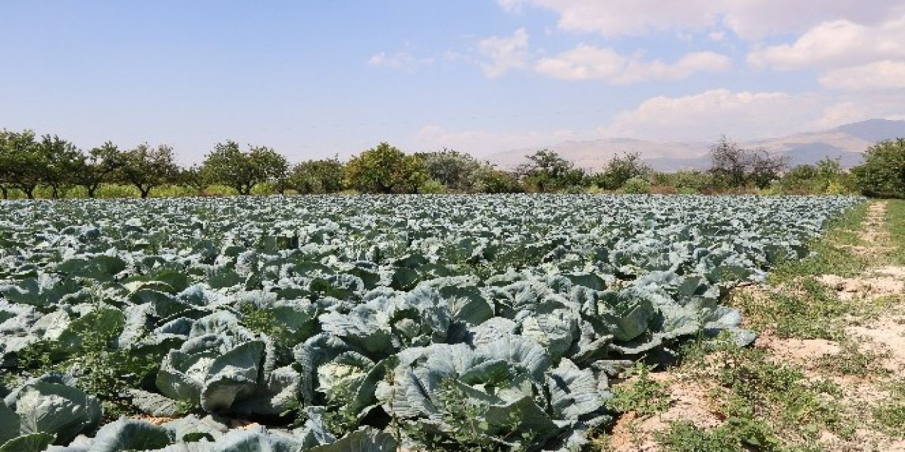 Vücuttaki Şişkinliği Alıp Ödemi Söküp Atan En Etkili Besin