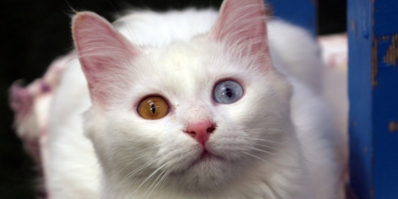 Her kedi sahibinin bilmesi gereken şey! Kediler ne zaman kısırlaştırılmalı?
