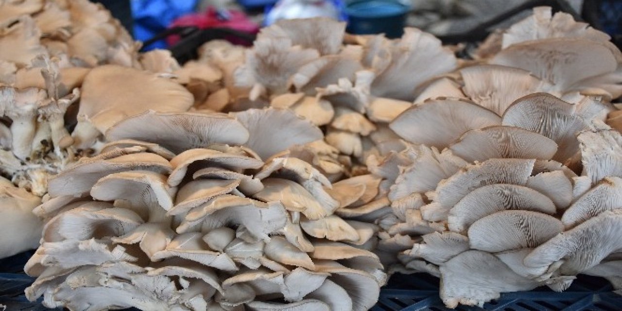 10 gram tüketmek bile korumaya yetiyor! B12 deposu olan besin